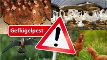 Geflügelpest: Alle Untersuchungen im Sperrbezirk abgeschlossen und unauffällig